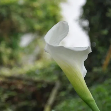Quinta Da Pêra Rocha 3* Alcobaça