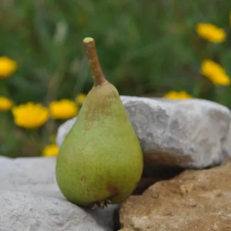 Bed & Breakfast Quinta Da Pera Rocha Alcobaça