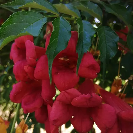 Quinta Da Pera Rocha Bed & Breakfast Alcobaca