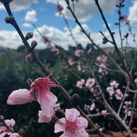 Quinta Da Pêra Rocha Alojamento de Acomodação e Pequeno-almoço