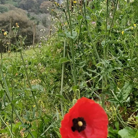 Quinta Da Pera Rocha * Alcobaca