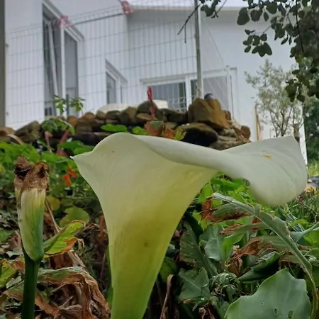 לינה וארוחת בוקר Quinta Da Pera Rocha