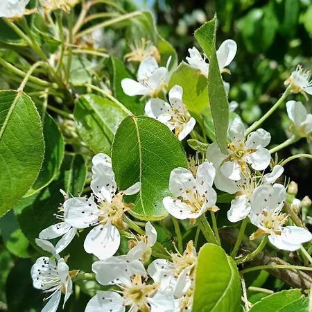 Quinta Da Pera Rocha