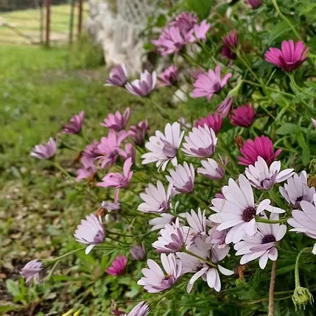 Quinta Da Pêra Rocha Alcobaça