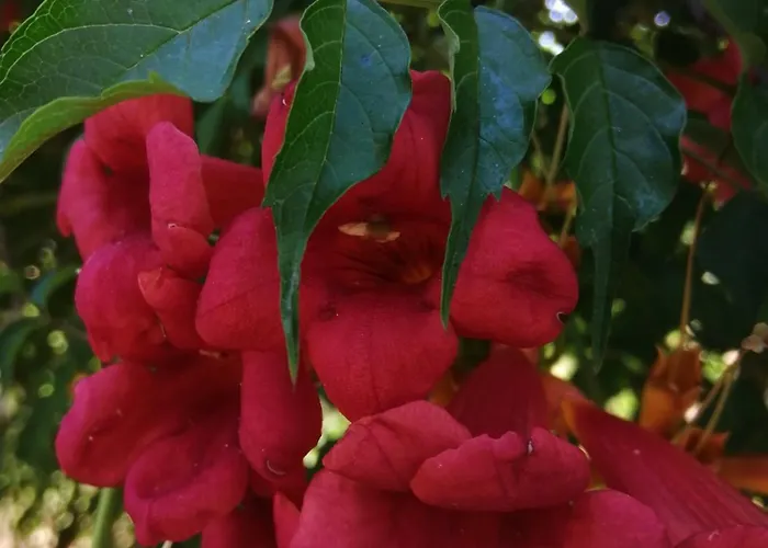 Quinta Da Pera Rocha Bed & Breakfast Alcobaça