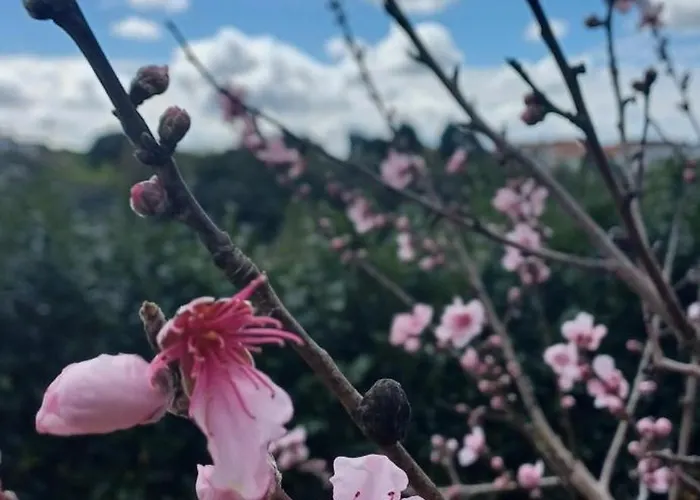 Quinta Da Pera Rocha Bed and Breakfast