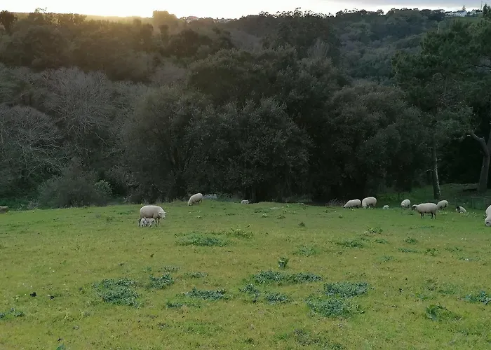 Quinta Da Pera Rocha Alcobaça