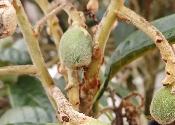 Bed and Breakfast Quinta Da Pera Rocha