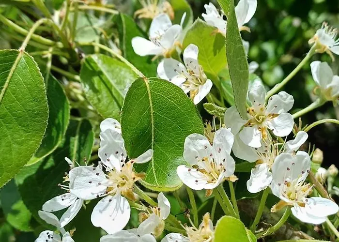 Quinta Da Pera Rocha