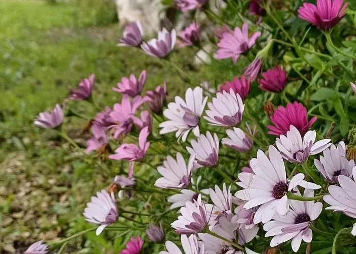 Quinta Da Pera Rocha Alcobaça